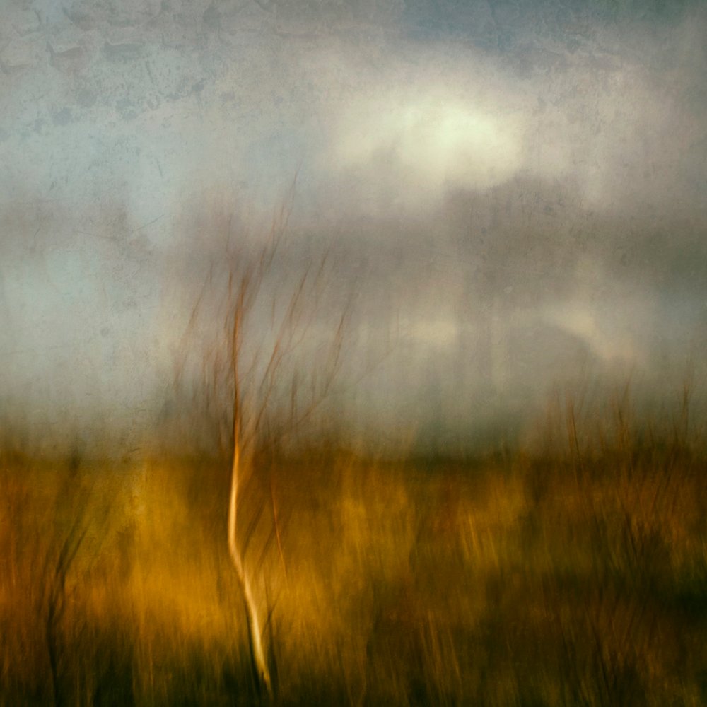 Goldenes Feld mit Baum von Jacqueline van Bijnen
