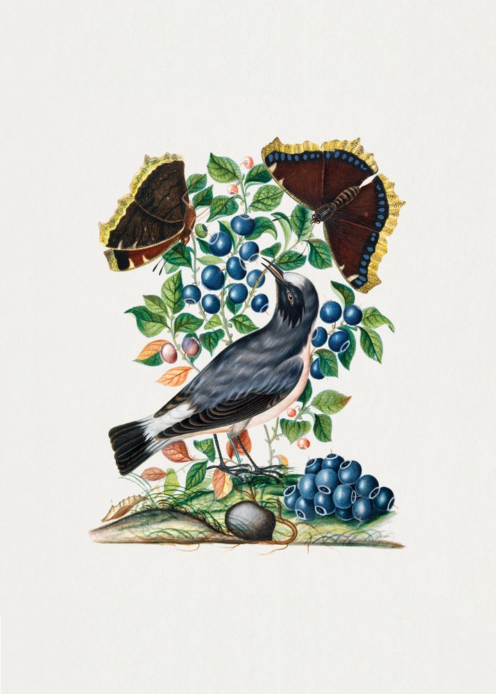Steinschmätzer von James Bolton