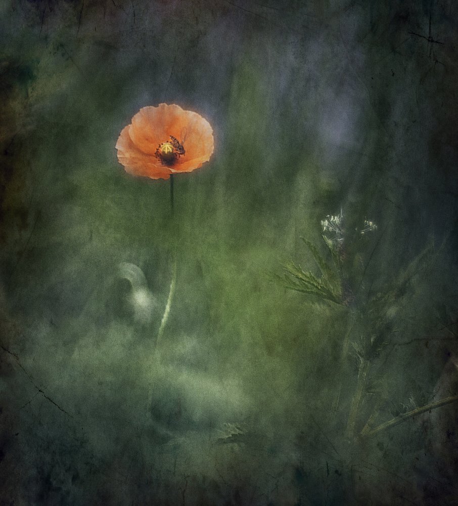 Ätherische orange Mohnblume von Jan van der Linden