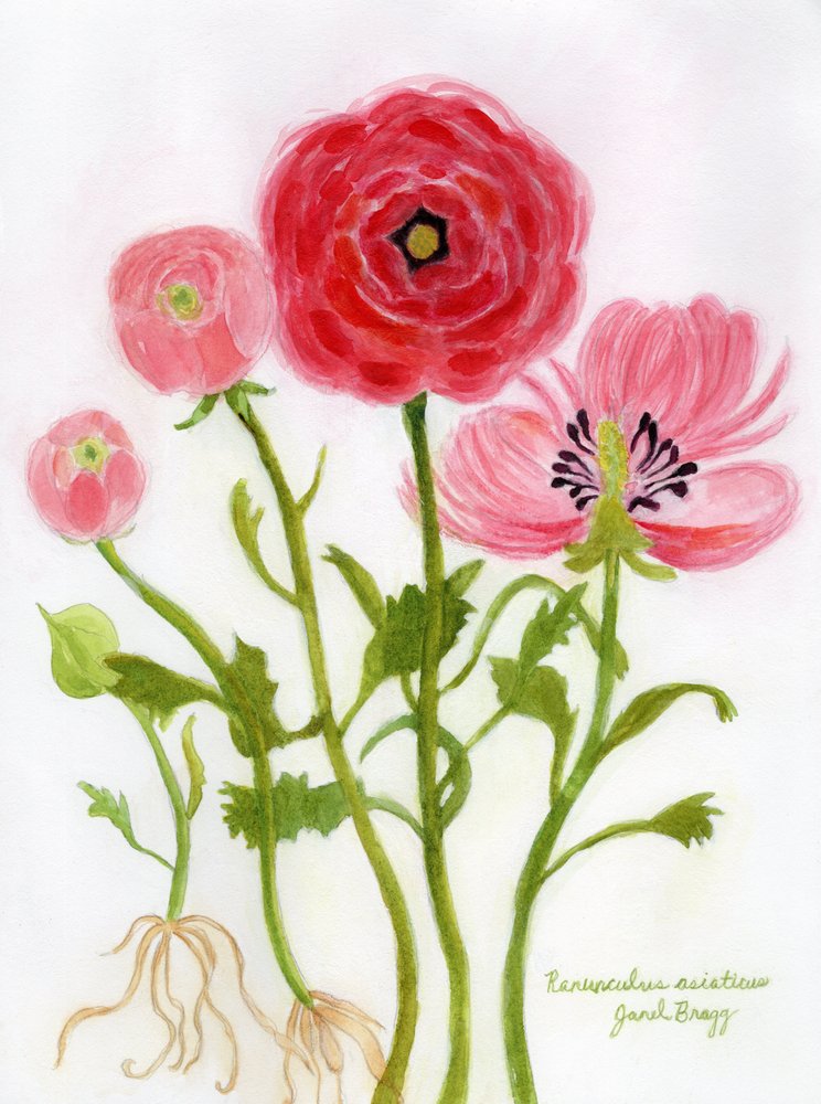 Lebendige Ranunkelillustration von Janel Bragg