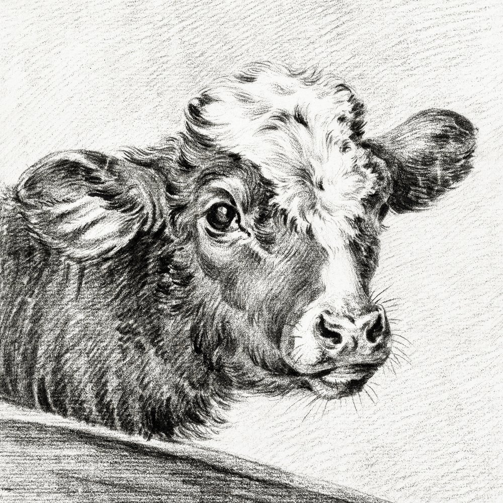 Kuhkopf von Jean Bernard