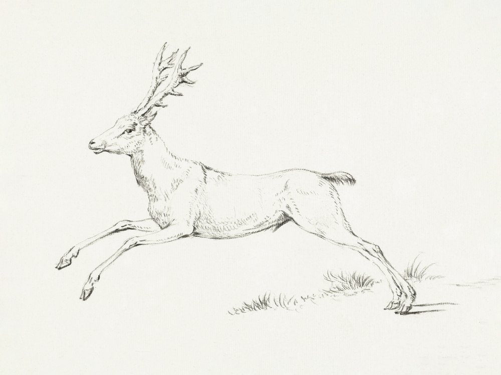 Springender Hirsch von Jean Bernard