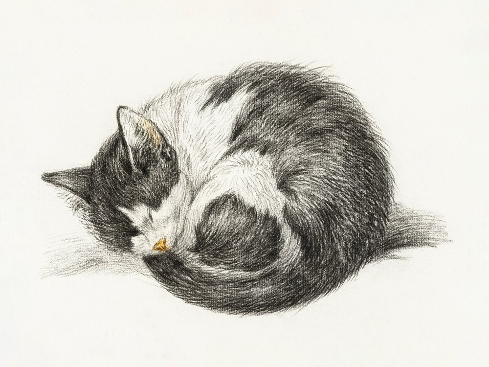 Zusammengerollte schlafende Katze von Jean Bernard