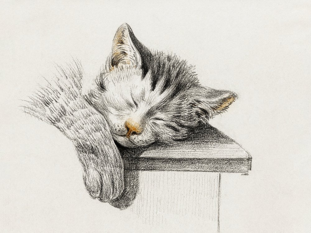 Skizze einer schlafenden Katze von Jean Bernard