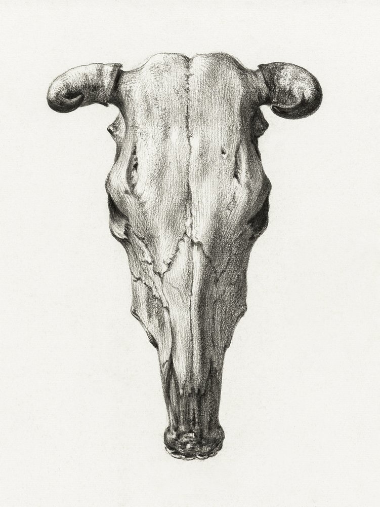 Schädel einer Kuh Vorderansicht (1816) von Jean Bernard