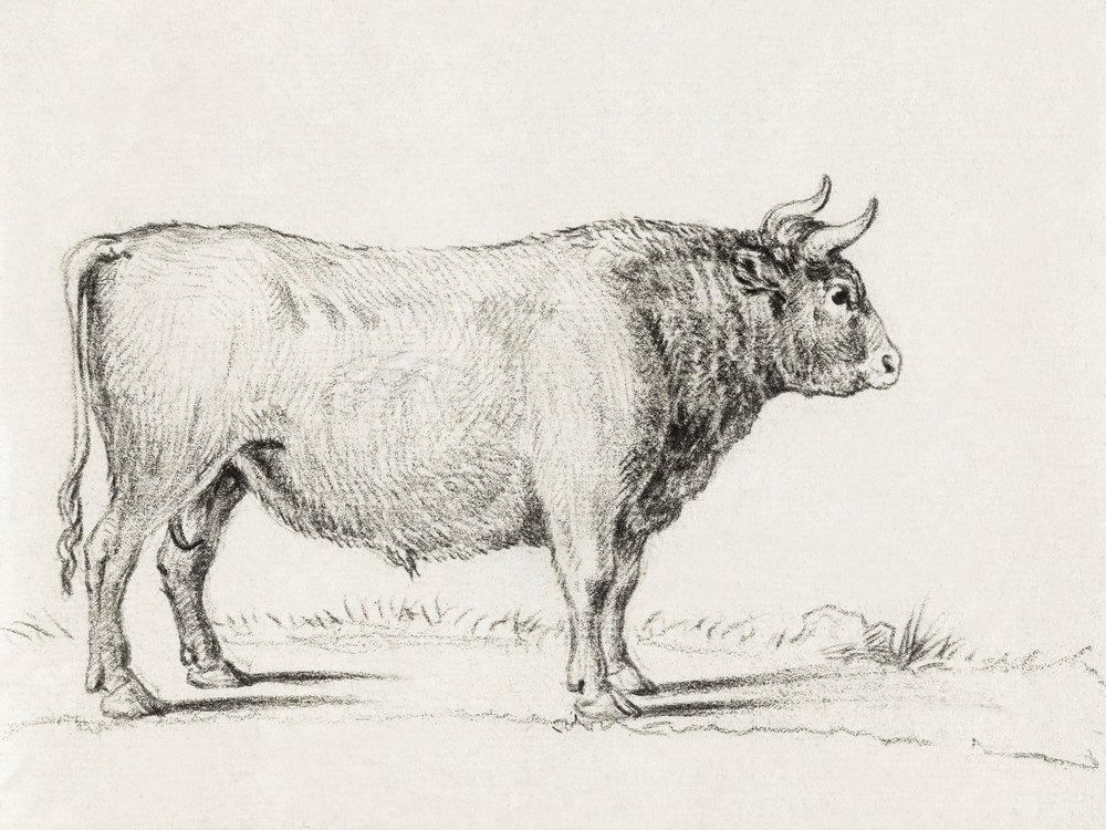Stehender Stier von Jean Bernard