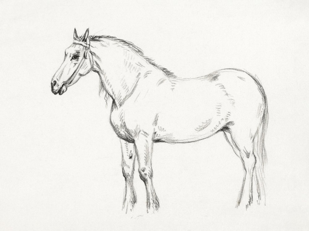 Stehendes Pferd (1818) von Jean Bernard