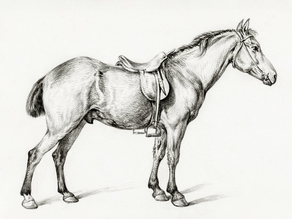 Stehendes Pferd von Jean Bernard (1775–1883) von Jean Bernard