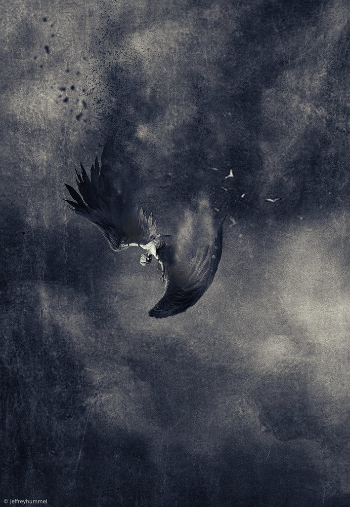Fallender Dunkler Vogel von Jeffrey Hummel