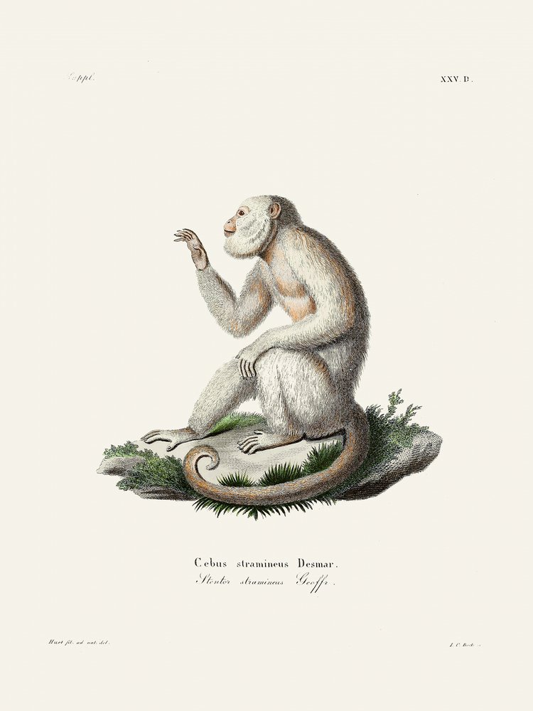Schlanker Kapuzineraffe von Johann Christian Daniel Von Schreber