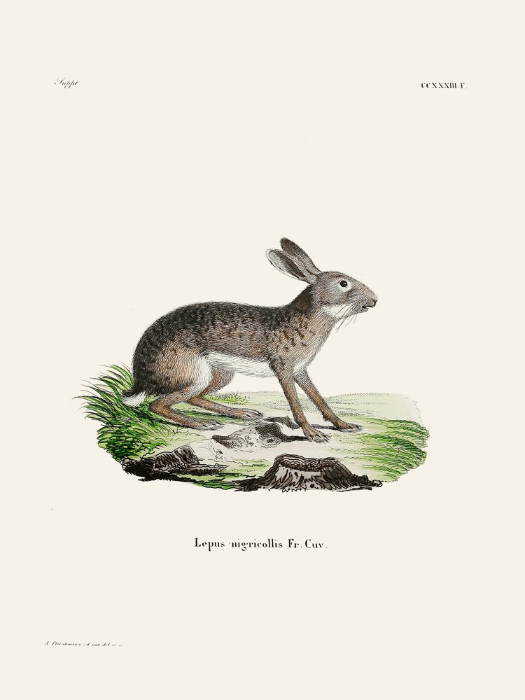Indischer Hase von Johann Christian Daniel Von Schreber
