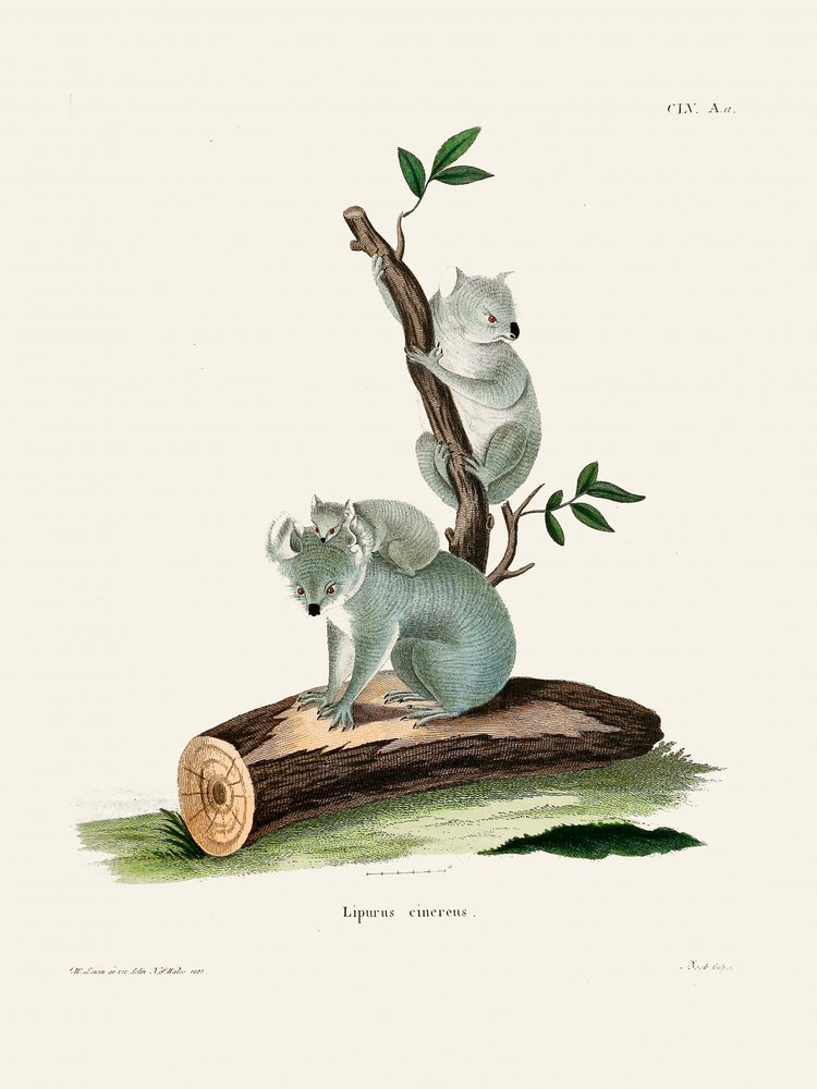 Koala von Johann Christian Daniel Von Schreber