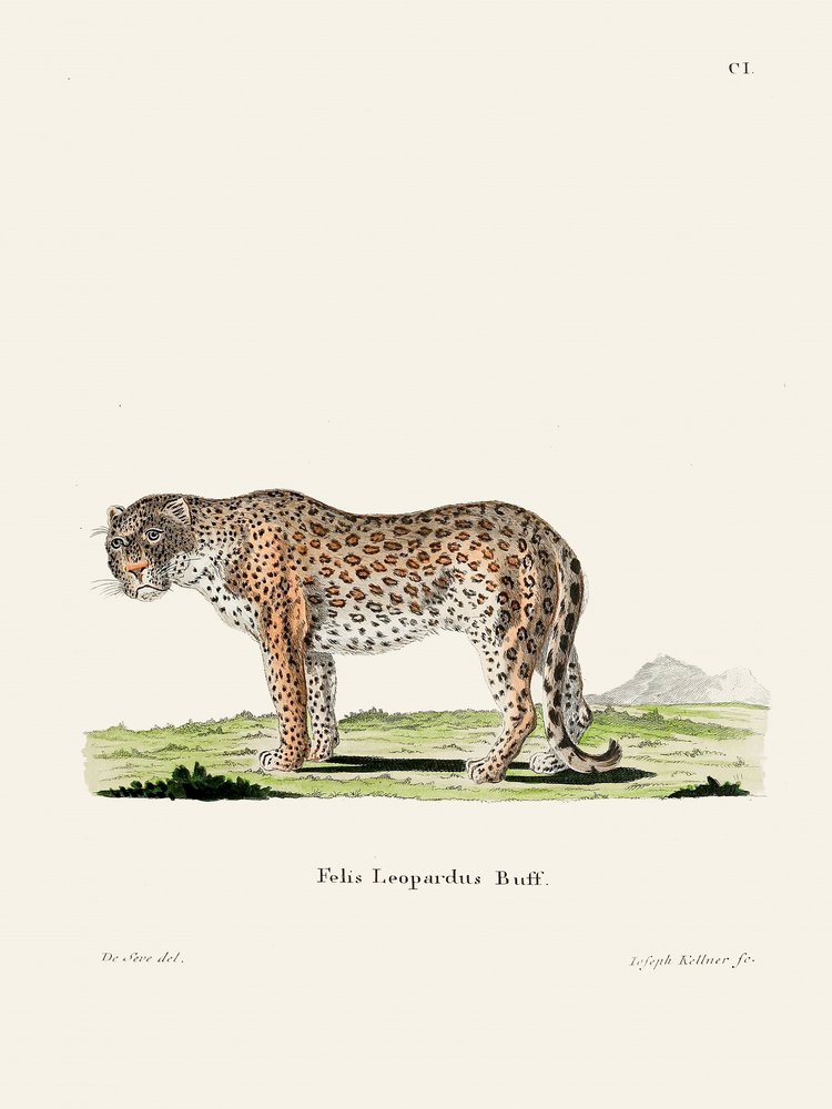 Leopard von Johann Christian Daniel Von Schreber