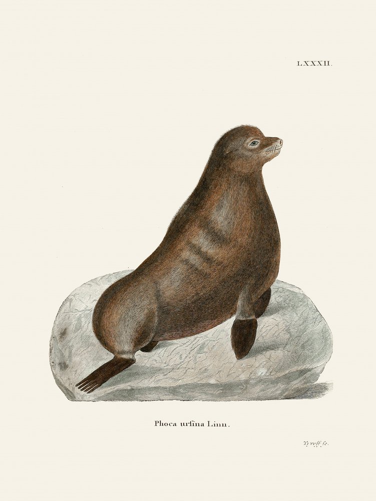 Nördlicher Seebär von Johann Christian Daniel Von Schreber