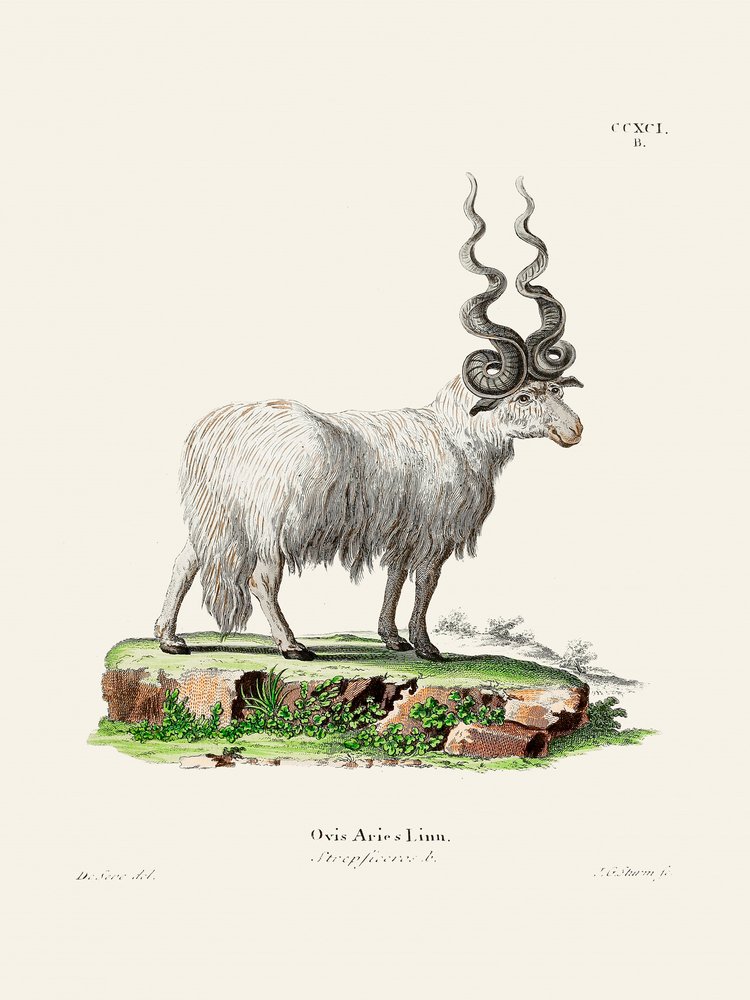 Ovis Aries von Johann Christian Daniel Von Schreber