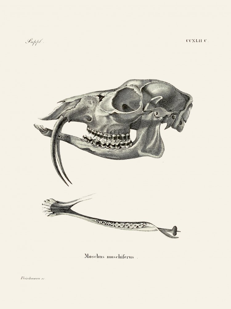 Sibirisches Moschustier von Johann Christian Daniel Von Schreber