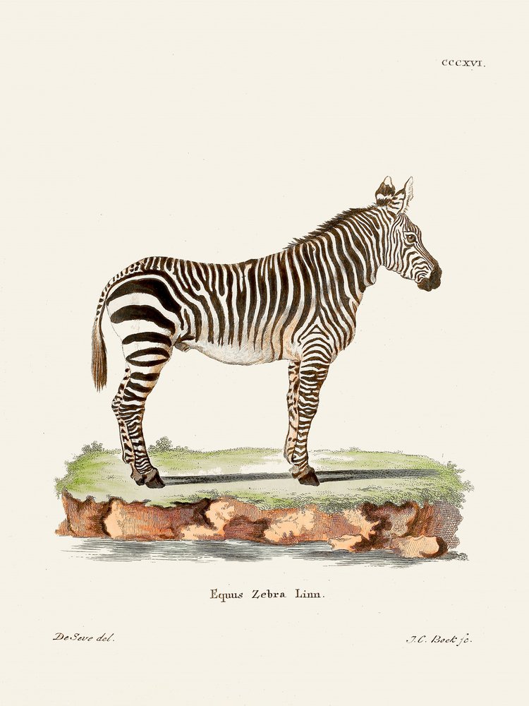 Zebra aus Die Säugthiere von Johann Christian Daniel Von Schreber
