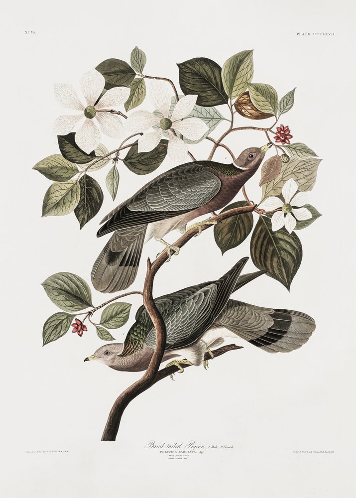 Brandtaube aus Birds of America (1827) von John James Audubon
