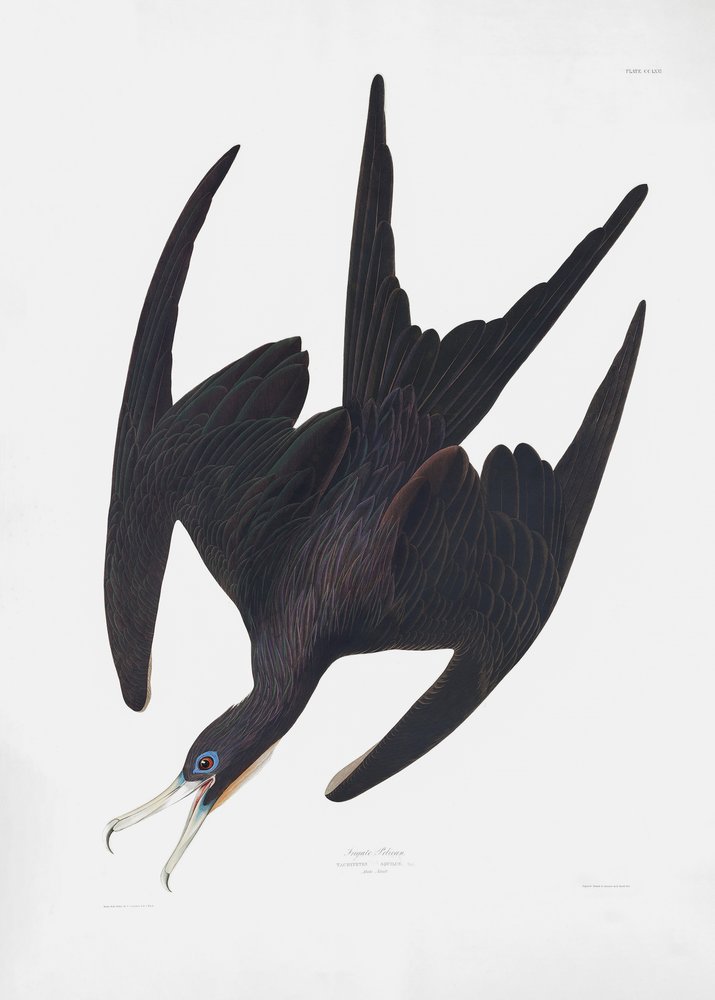 Fregattenpelikan aus Birds of America (1827) von John James Audubon