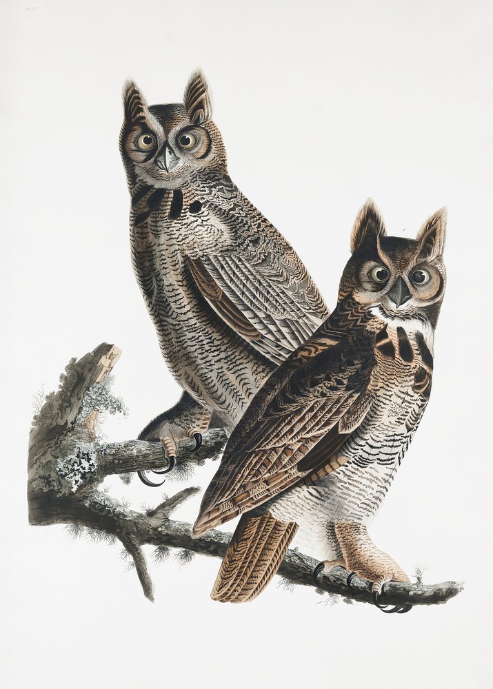 Virginia-Uhu aus Birds of America (1827) von John James Audubon