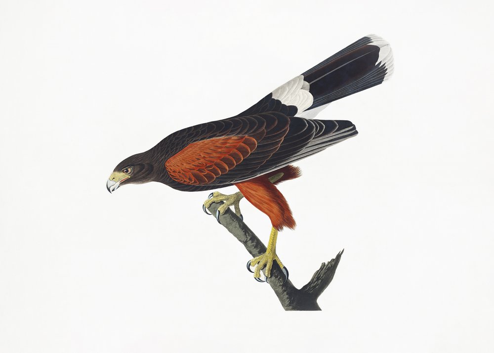 Louisiana-Habicht aus Birds of America (1827) von John James Audubon