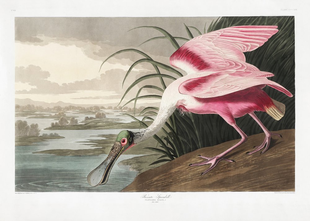Rosalöffler aus Birds of America (1827) von John James Audubon