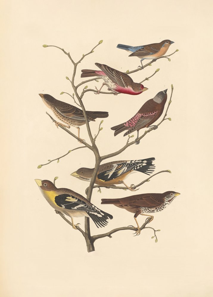 Lazuli-Fink von John James Audubon/ Rob Havell