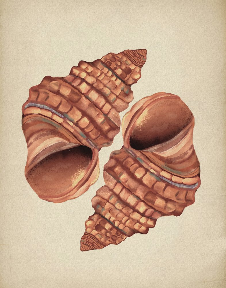 Zwei Muscheln von Josie George