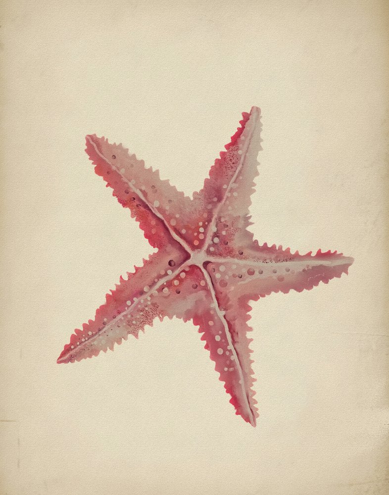 Vintage Rosa Seestern von Josie George
