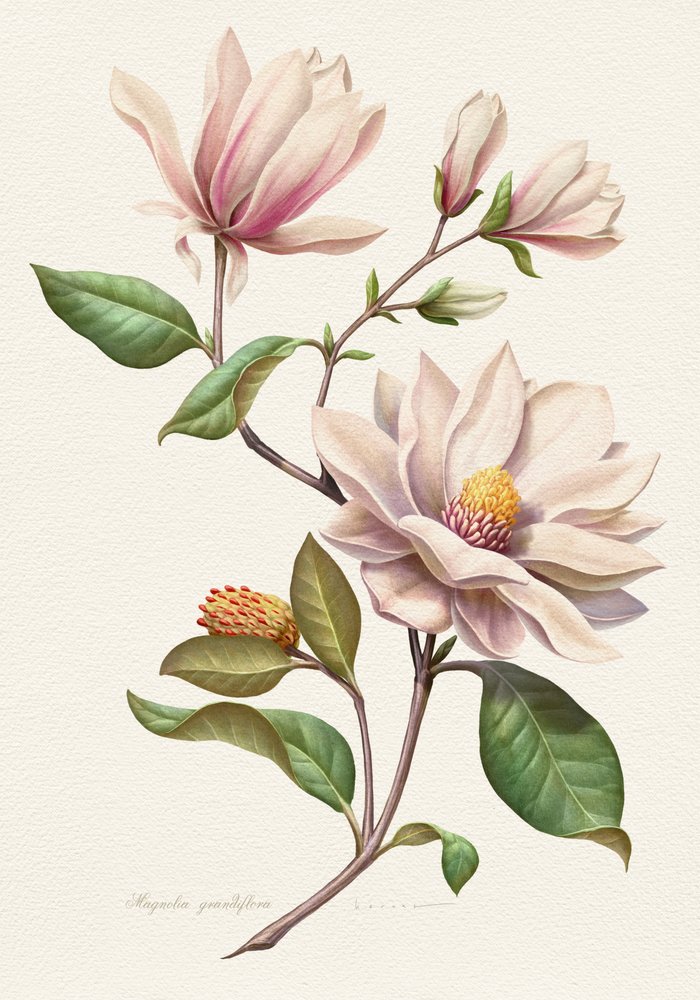 Errötende Magnolienblüten von Juan Hernaz