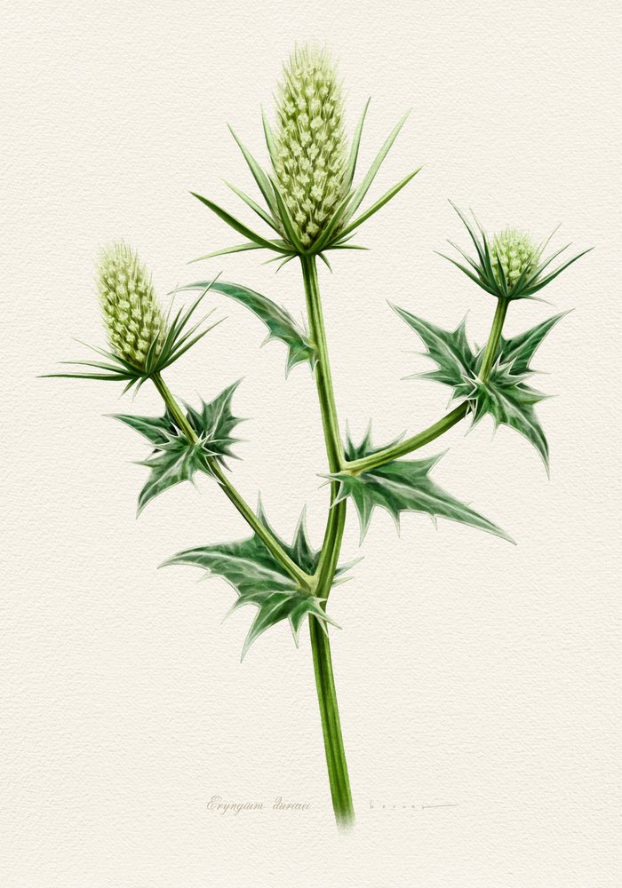 Botanische Seeholly von Juan Hernaz