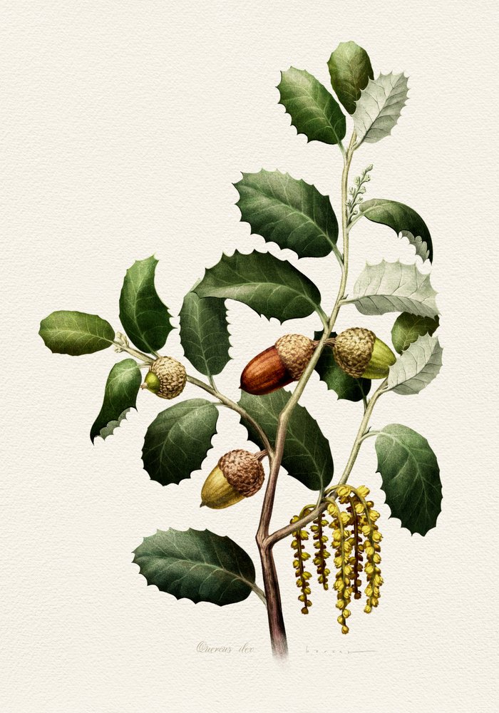 Eicheln Botanisch von Juan Hernaz