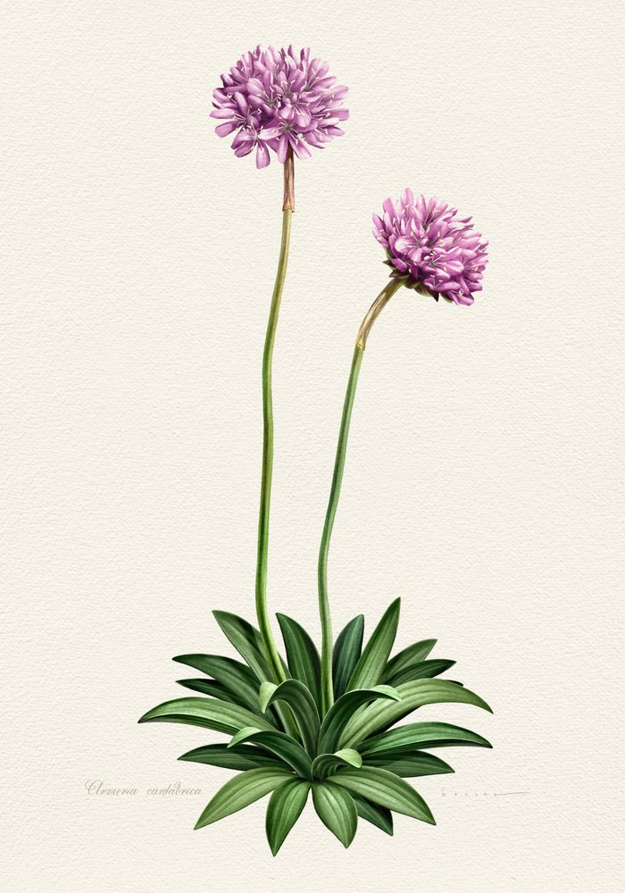Lila Botanische Blüte von Juan Hernaz