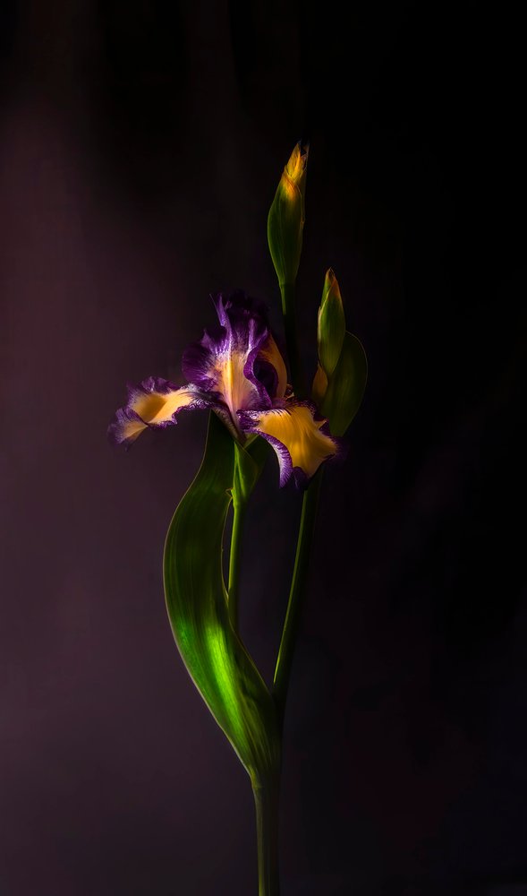 Lebendige Irisblüte von Judy Tseng