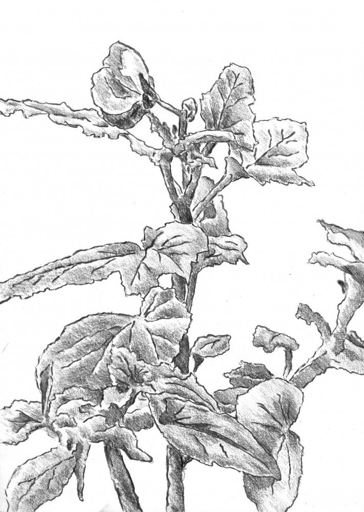 Botanische Wachstumsskizze von Kulik