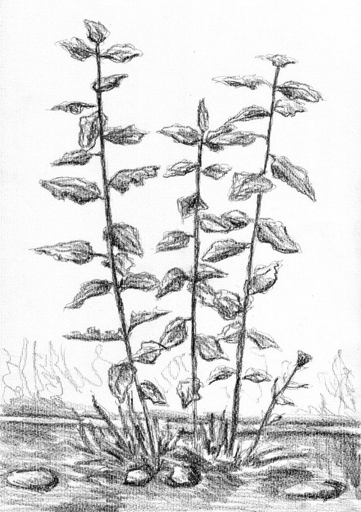 Botanische Stängelzeichnung von Kulik