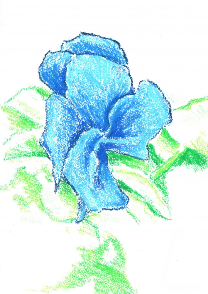 Helle blaue Blumenzeichnung von Kulik