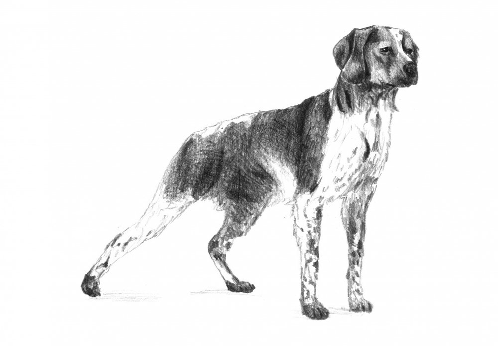 Klassischer Jagdhund von Kulik