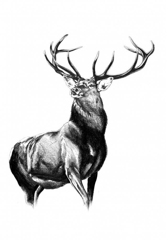 Hirsch Waldkunst Zeichnung Skizze 8 von Kulik