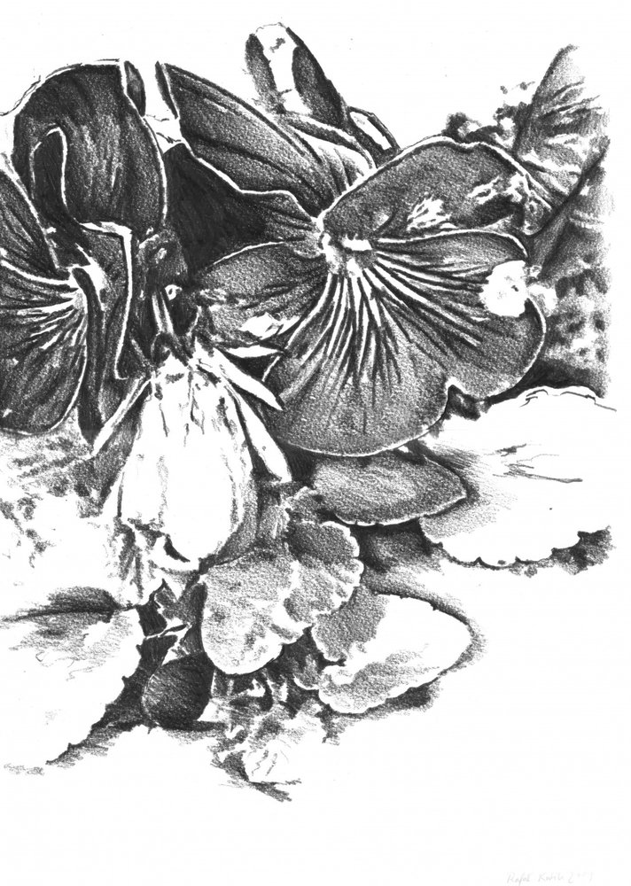 Zarte Stiefmütterchenblüten von Kulik