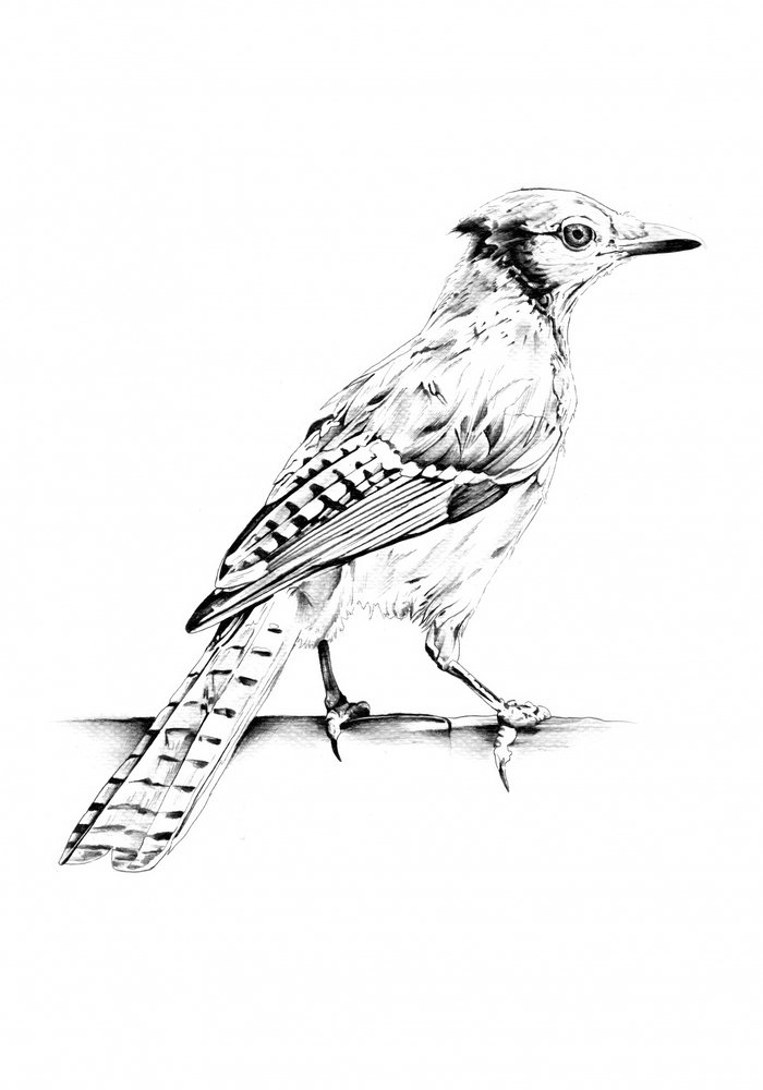 Elegante Blauhäher Skizze von Kulik