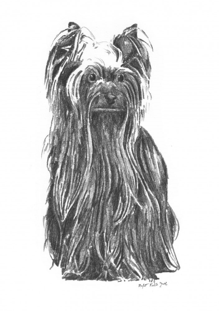 Eleganter Yorkshire Terrier von Kulik