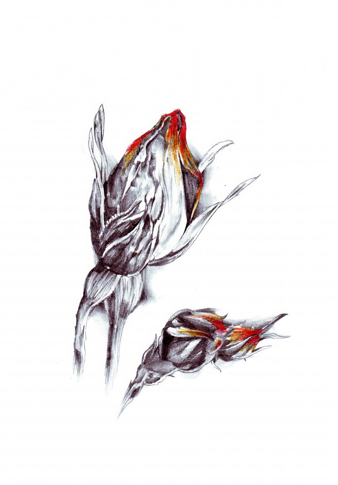 Feurige Rosenknospen von Kulik