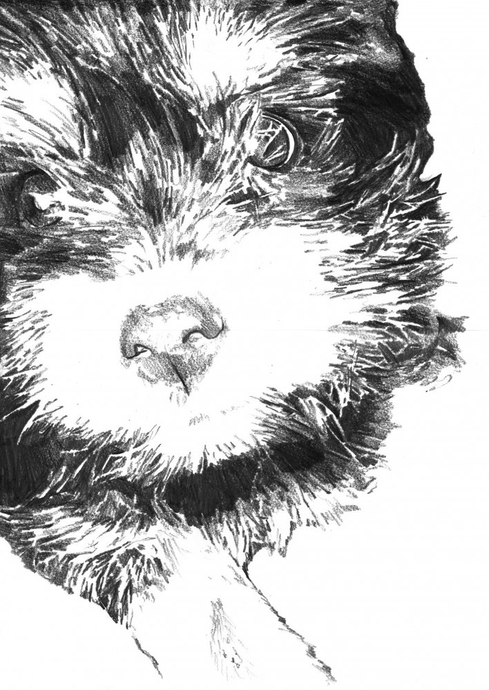 Flauschiges Welpengesicht von Kulik