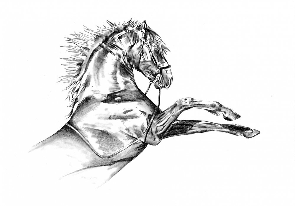 Pferd 72 von Kulik