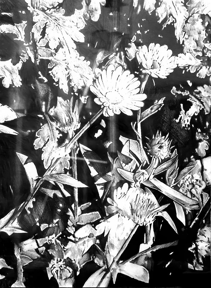 Monochrome Gartenblüten von Kulik
