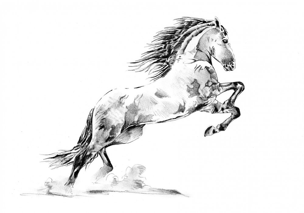 Steigendes Appaloosa-Pferd von Kulik