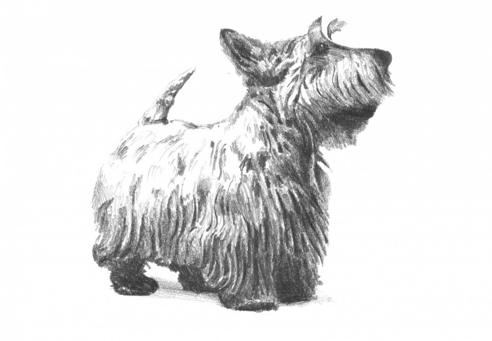 Schottische Terrier-Skizze von Kulik