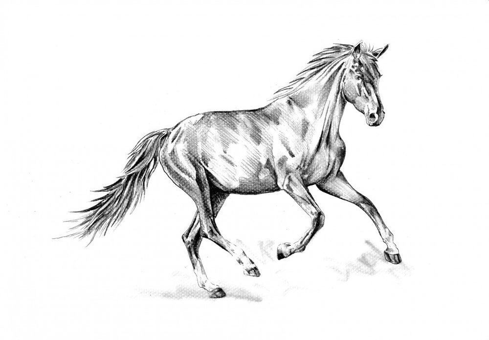 Temperamentvoller Pferdegalopp von Kulik