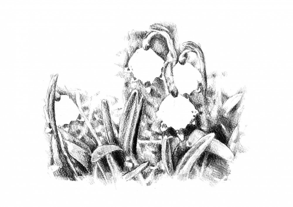 Frühlings-Schneeglöckchen-Skizze von Kulik